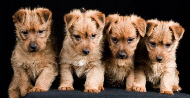 15 breeds that turn a new couch into a loyalty test