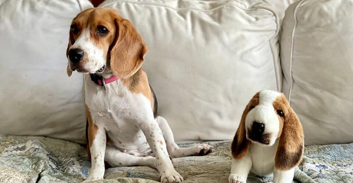 15 breeds that turn whining into a full communication system