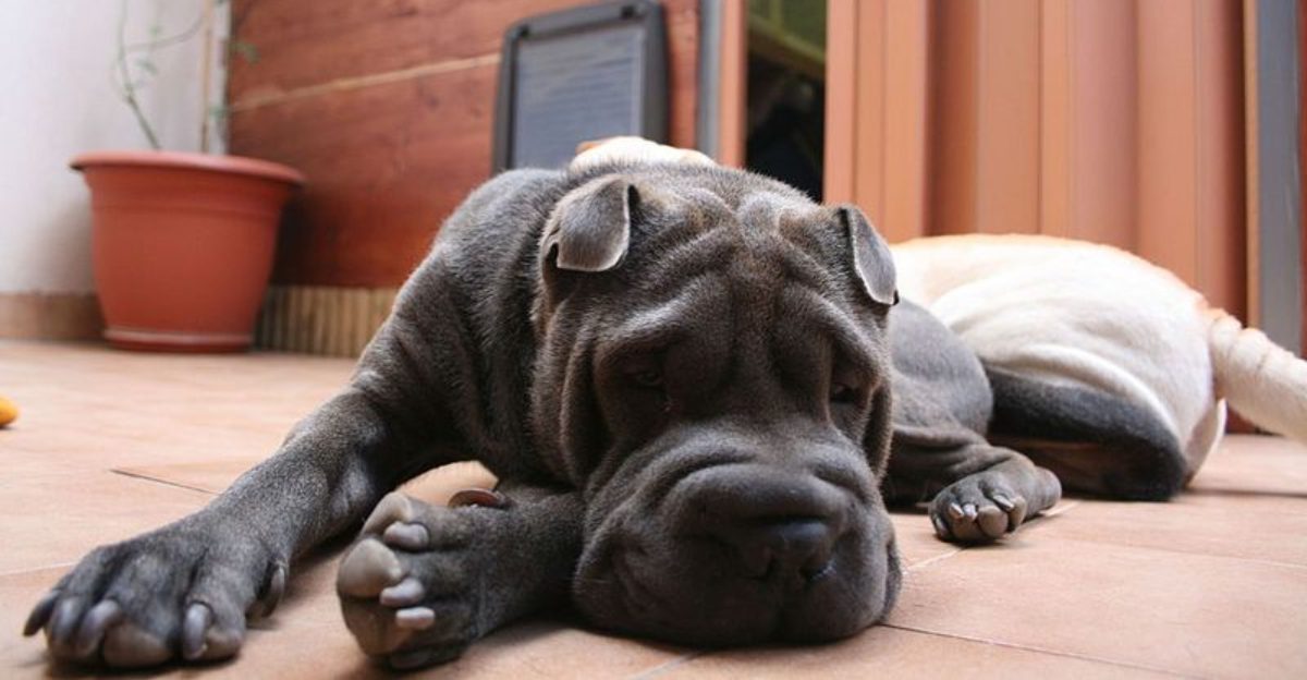 15 dog breeds that act independent but secretly need constant reassurance