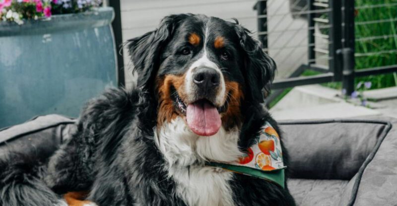 15 dog breeds that can sense tension before you say a word