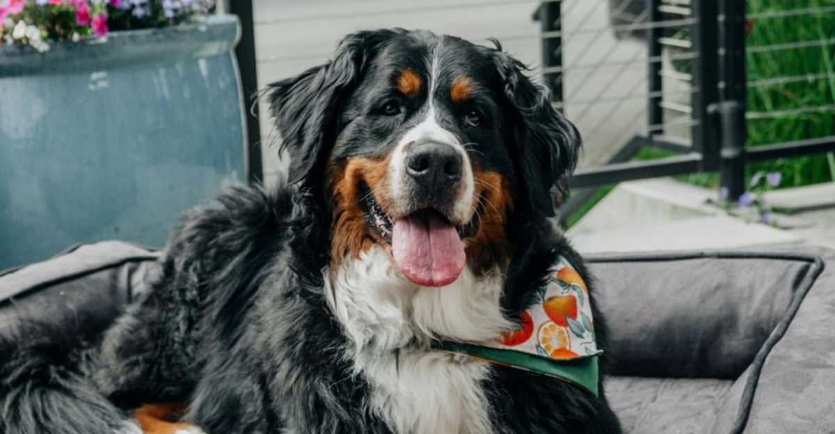 15 dog breeds that can sense tension before you say a word