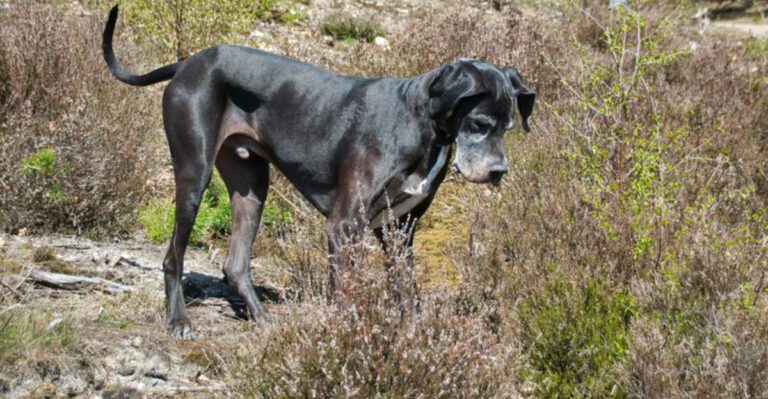 15 dog breeds that react strongly to changes in household energy dog news