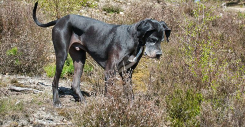 15 dog breeds that react strongly to changes in household energy