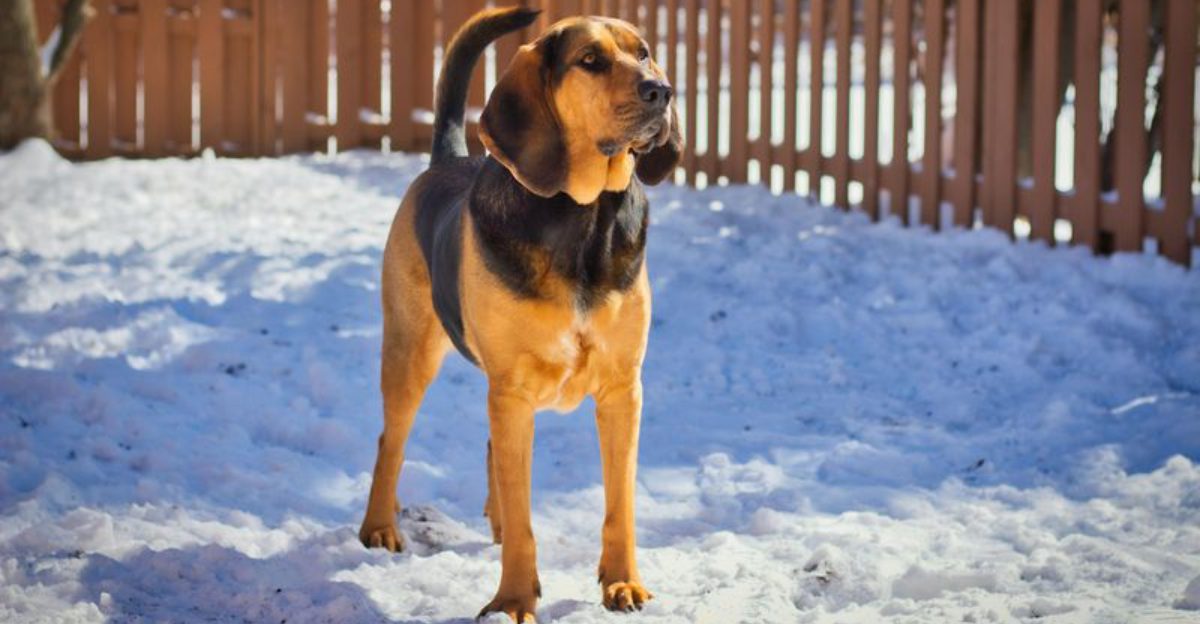 15 dogs that act like theyve been here before calm confident steady