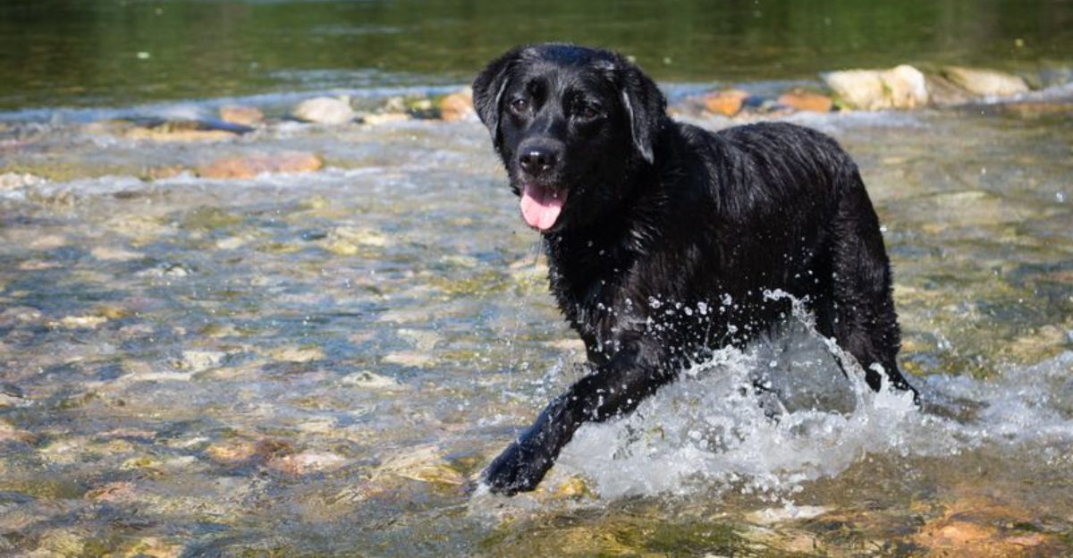 15 dogs that dont walk they go on adventures