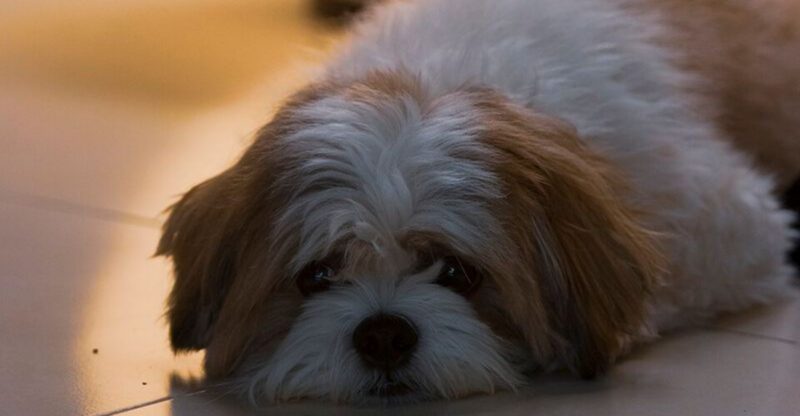 16 Affectionate Dog Breeds That Love to Cuddle