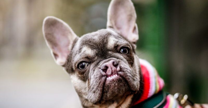 16 Dogs That Dont Cope Well In Chaotic Households
