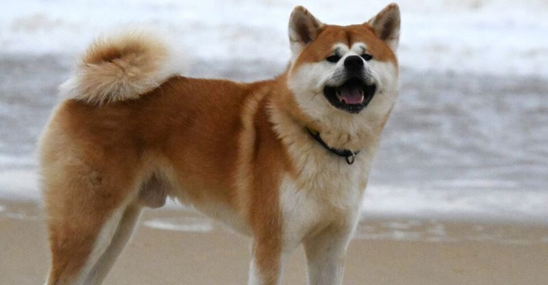 16 breeds owners say have the strangest night habits