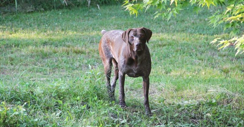 16 breeds that get bored and immediately start inventing trouble