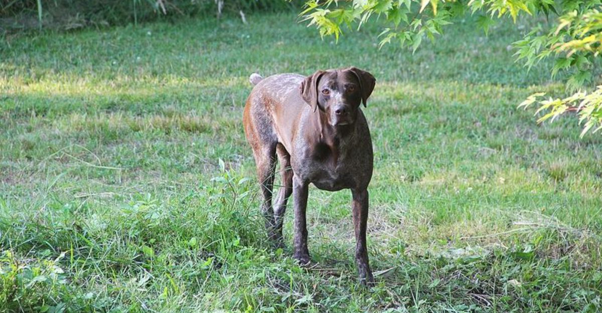16 breeds that get bored and immediately start inventing trouble