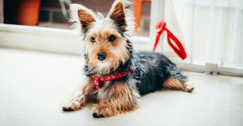 16 breeds that get offended when you stop petting them
