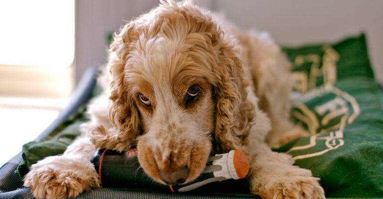 16 breeds that get weirdly competitive over toys dog news