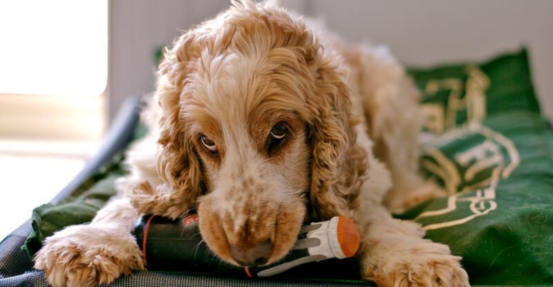 16 breeds that get weirdly competitive over toys