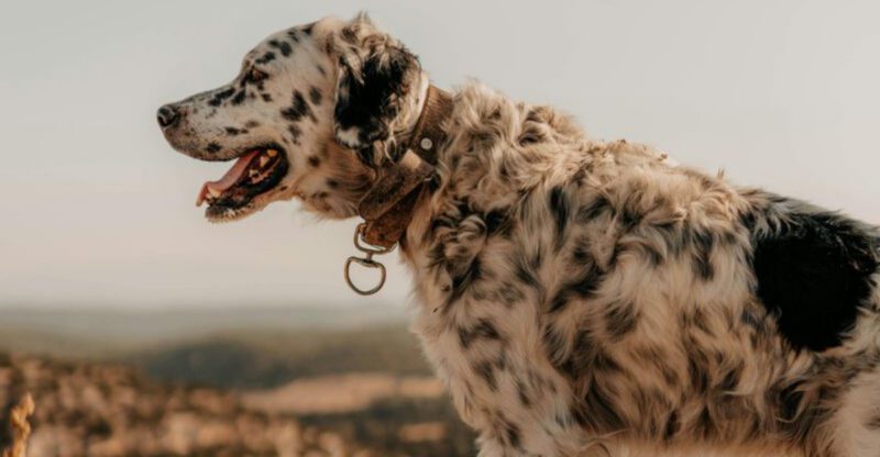 16 breeds that make you realize you own a full time athlete