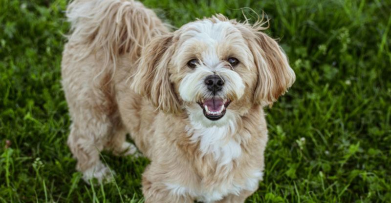 16 dog breeds that appear reserved but become deeply attached over time