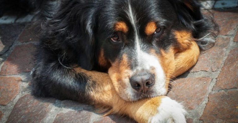 16 dog breeds that are surprisingly sensitive to tension at home dog news
