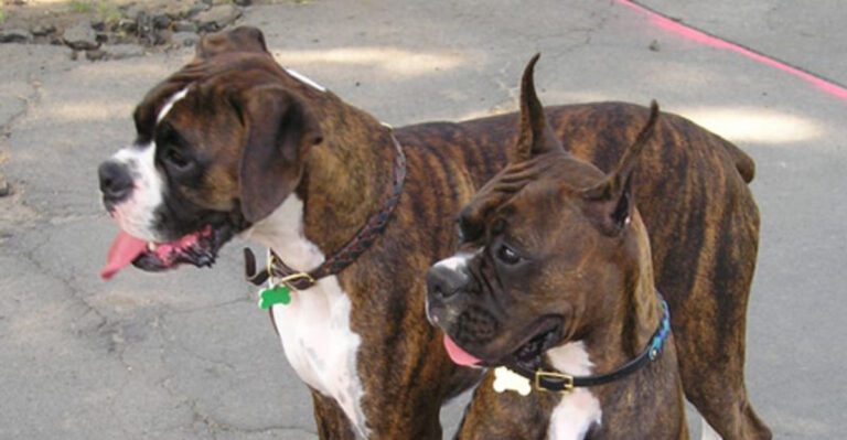 16 dog breeds that bond so deeply they follow you from room to room dog news