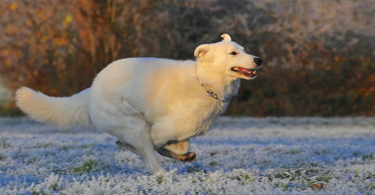 16 dog breeds that guard you without ever needing to growl