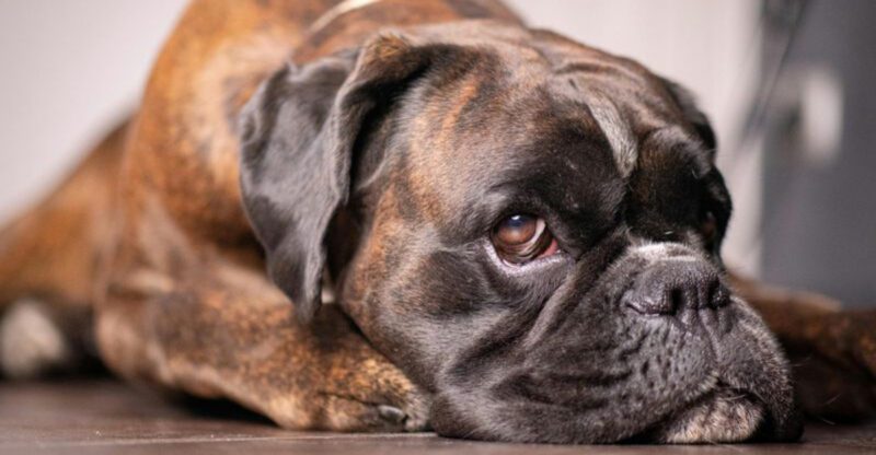 16 dog breeds that mirror their owners personality over time