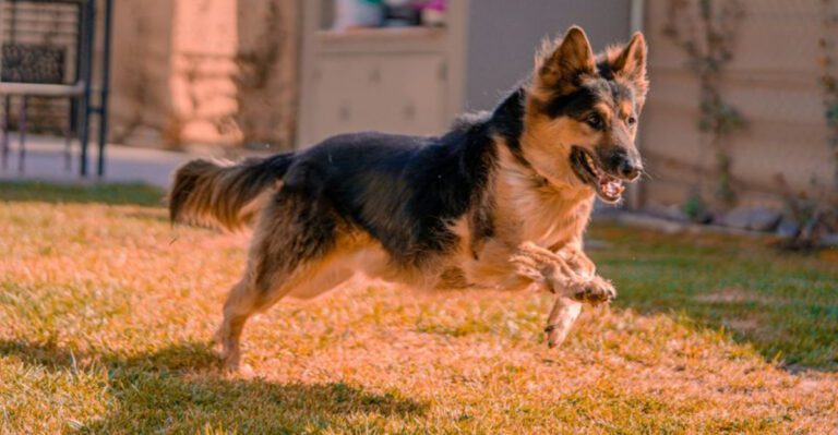 16 dog breeds that stay sweet indoors but switch on guard mode instantly dog news