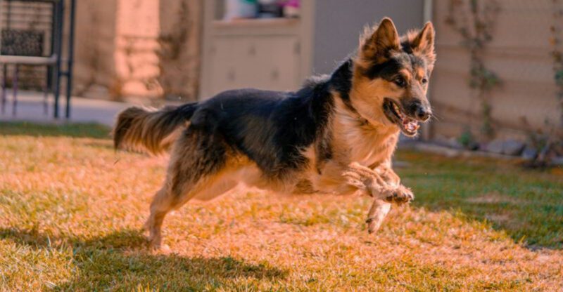 16 dog breeds that stay sweet indoors but switch on guard mode instantly