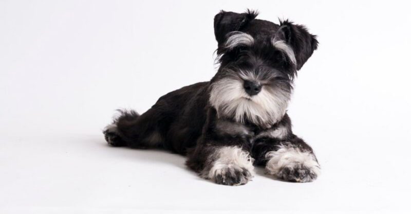 16 dog breeds that watch you more than you realize