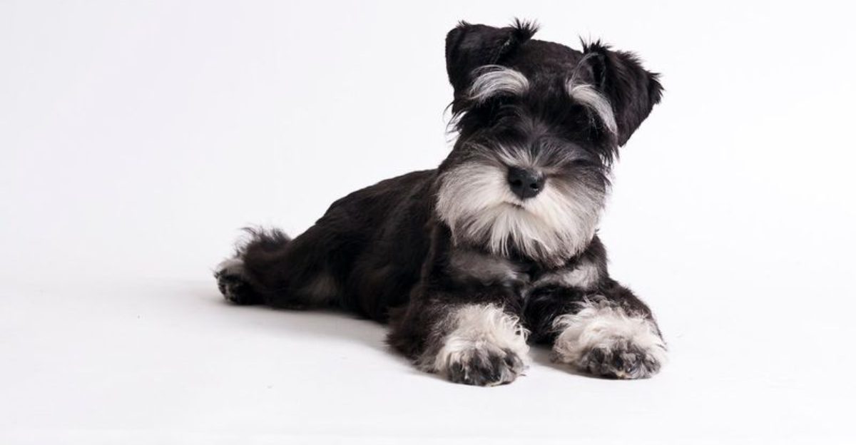 16 dog breeds that watch you more than you realize