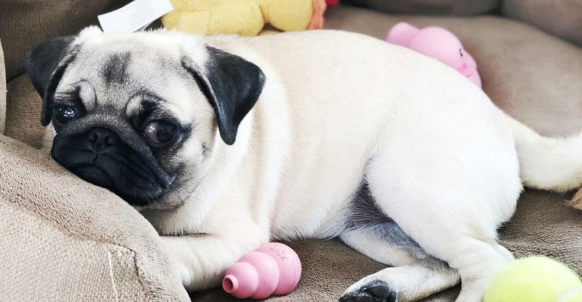 16 dogs that stay soft even when life gets loud
