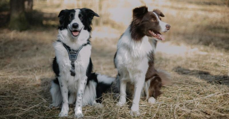 17 Dogs That Stay Wired For Hours After Guests Leave Like The Party Never Ended
