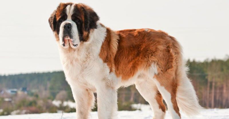 17 dog breeds that choose stability over excitement every time