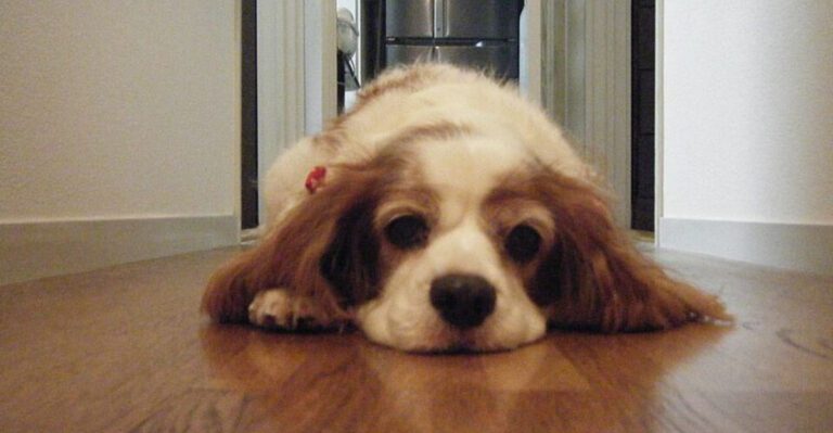 17 dog breeds that read your face faster than your voice dog news