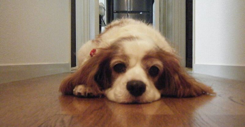 17 dog breeds that read your face faster than your voice