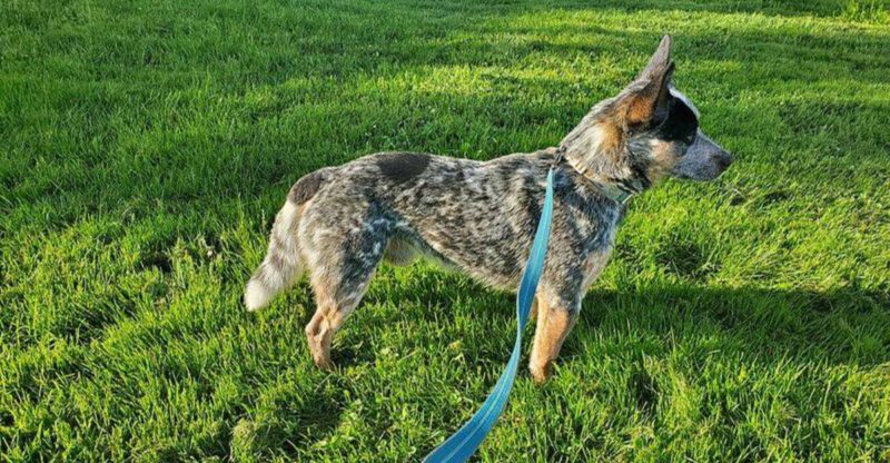 17 dog breeds that stay hyper aware of every sound at night