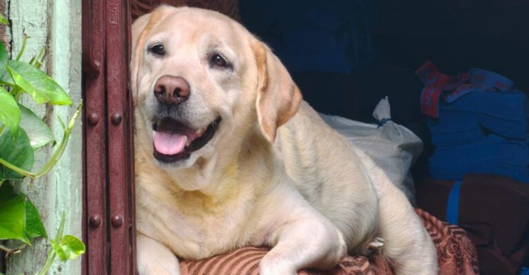 17 dog breeds that take your mood personally and react to it dog news