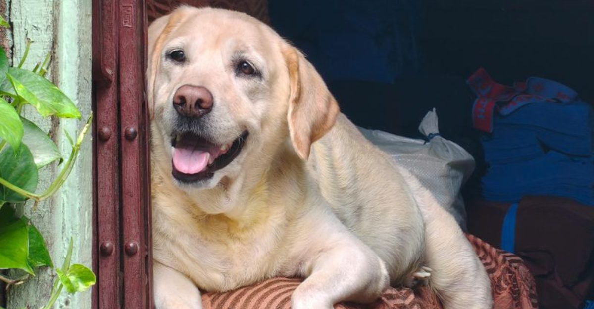 17 dog breeds that take your mood personally and react to it