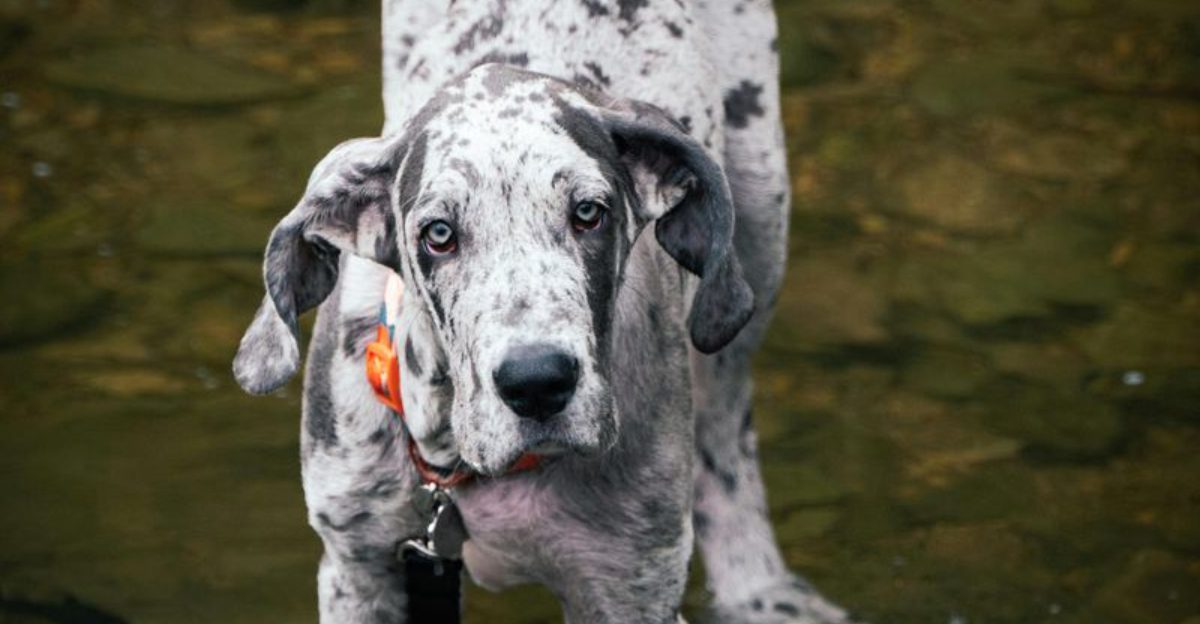 18 dog breeds that attach fast and take forever to let go