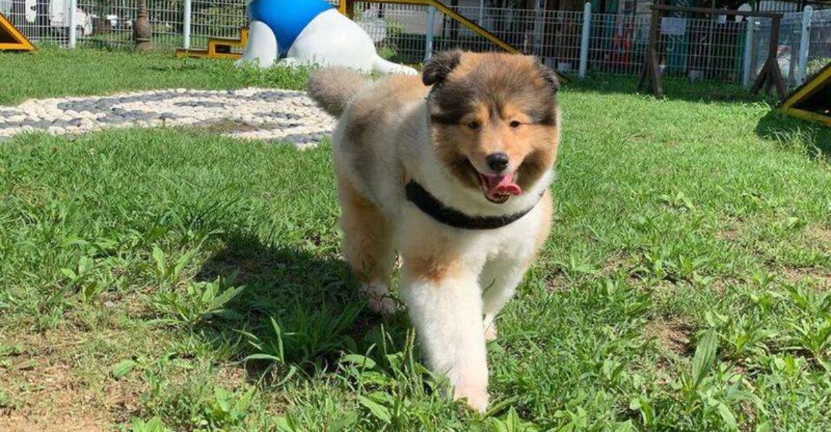 18 dog breeds that become clingy when they sense you are stressed 1