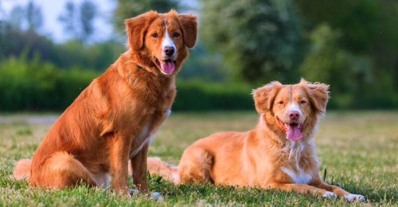 18 dog breeds that become clingy when they sense you are stressed