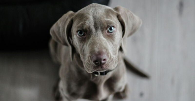 18 dog breeds that choose their person and quietly ignore everyone else