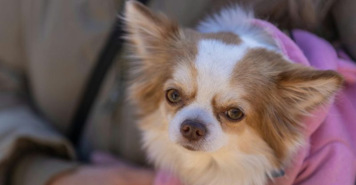 18 dog breeds that react strongly to raised voices