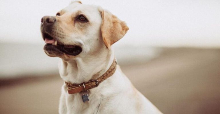 18 dog breeds that stay devoted even when you change your daily routine dog news