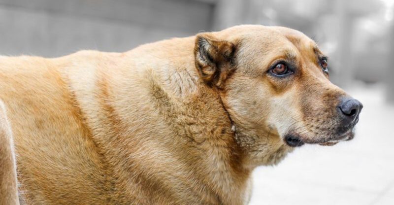 18 dogs that act like personal bodyguards without being aggressive