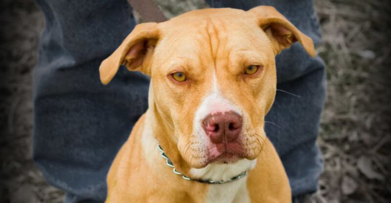 19 dog behaviors that look cute but can be signs of anxiety