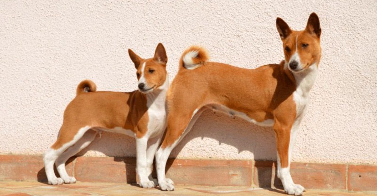 19 dog breeds that need a calm confident owner to truly flourish