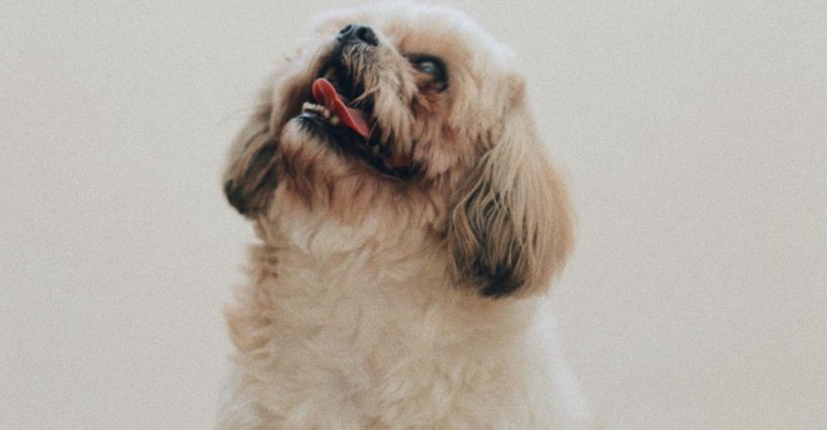 19 dog breeds that would rather lose a game than lose you