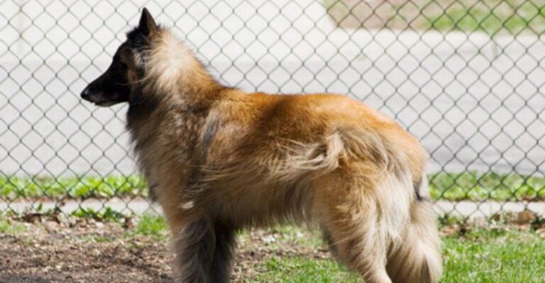 20 dog breeds that bond deeply but only after earning your trust dog news