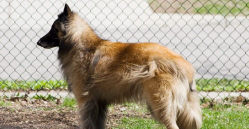 20 dog breeds that bond deeply but only after earning your trust