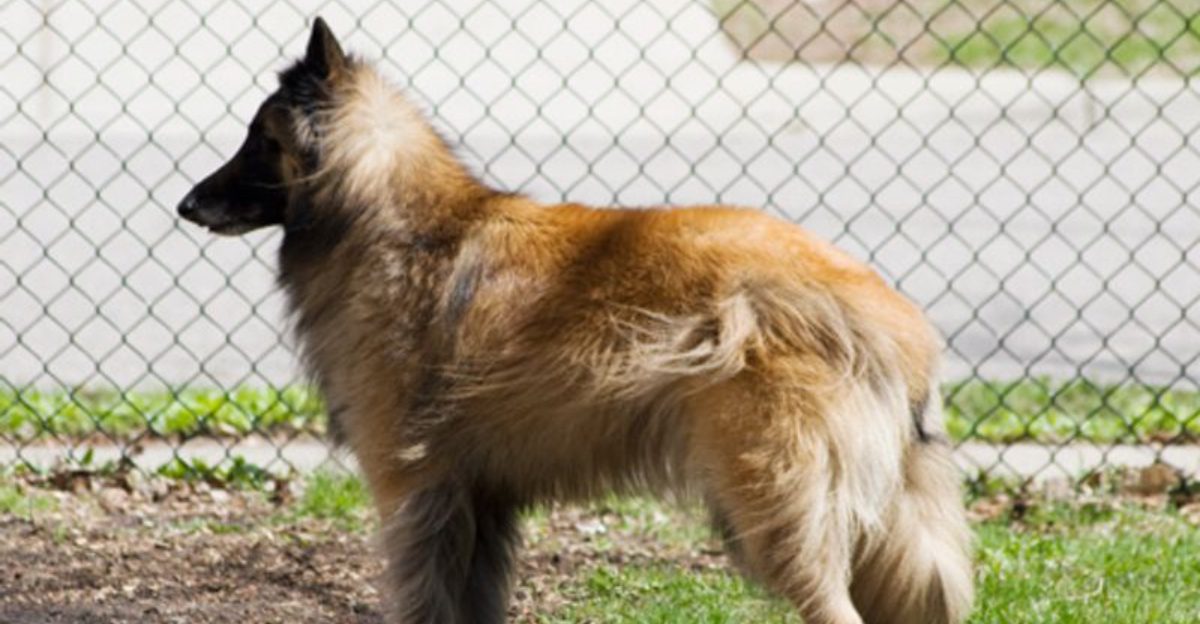 20 dog breeds that bond deeply but only after earning your trust