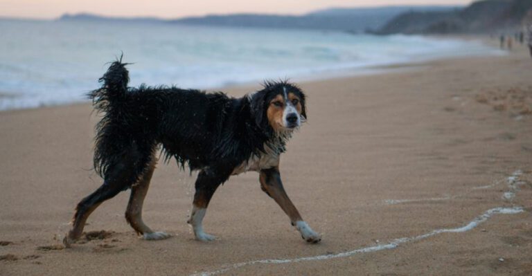 20 dog breeds that form quiet unbreakable bonds behind the scenes dog news