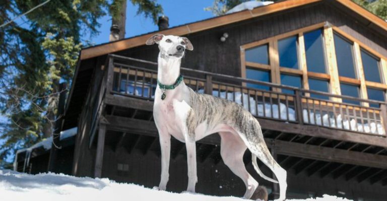 20 gentle dog breeds that stay patient even when life gets messy dog news